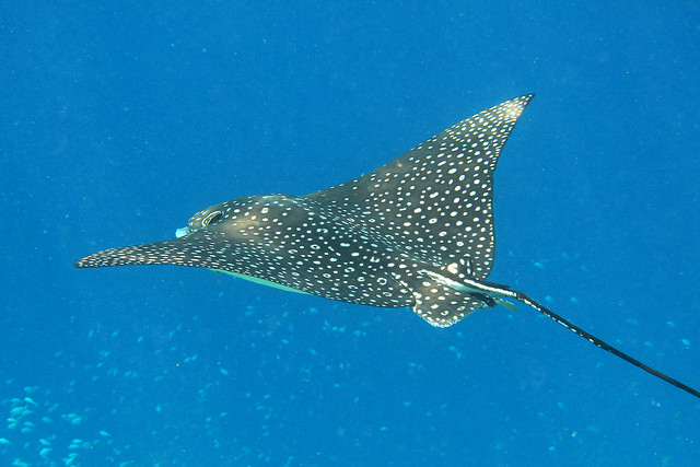 Spotted Eagle Ray 3