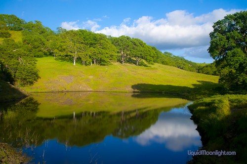 Reflections of Spring - Shell Ridge Mt. Diablo State Park by Darvin Atkeson