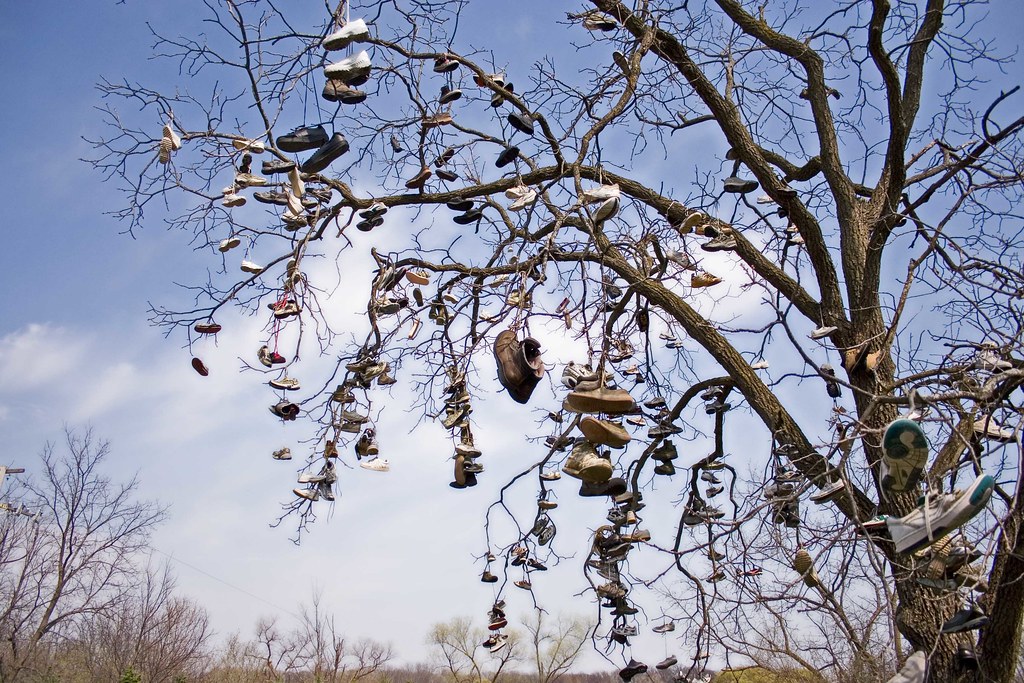 Cedar Shoe Tree | Saphir Beauté Du Cuir | Bootblack-cheohanoi.vn