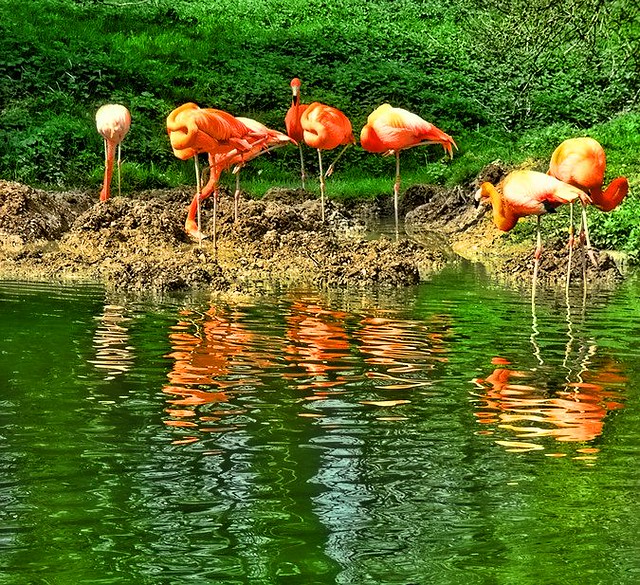 Flamingo Reflections.