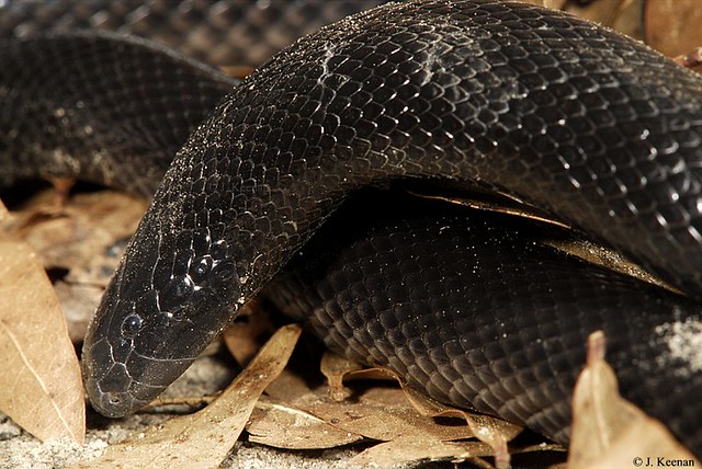Burrowing Asp aka: Stiletto Snake - Atractaspis microlepodota