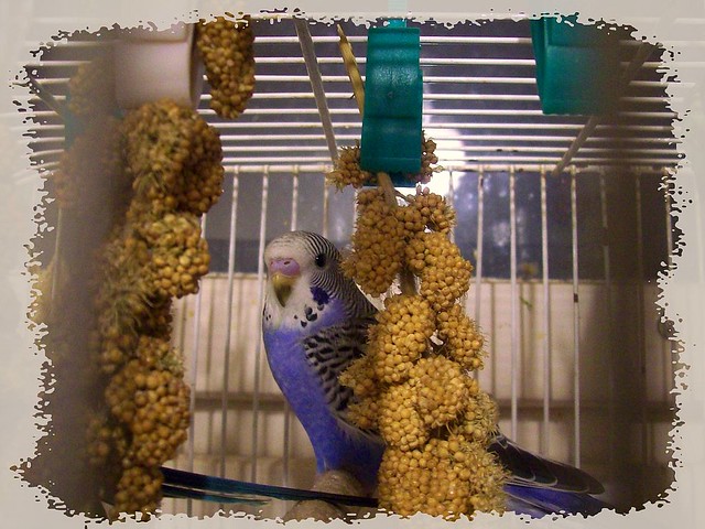 My new parrot-baby - az új papagájfiókám