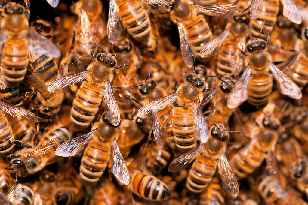 Honey Bee Swarm by kaibara87
