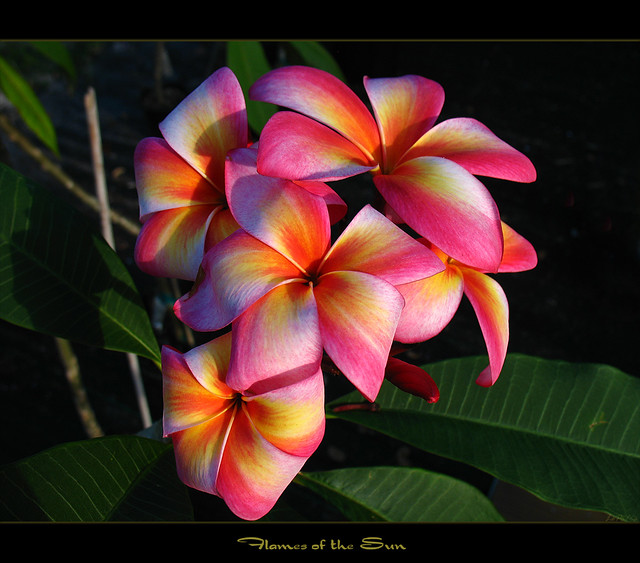 Rare Flowers - Plumeria Flames of the Sun - a photo on Flickriver