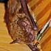 Flickr photo 'Big Brown Bat (Eptesicus fuscus) male' by: DrStephenD.