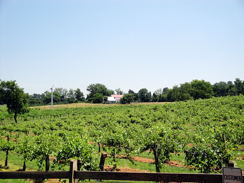 geotagged sony vineyards charlottesville grapevines albemarlecounty monticellowinetrail dscw290 lvnative burnleyvineyards