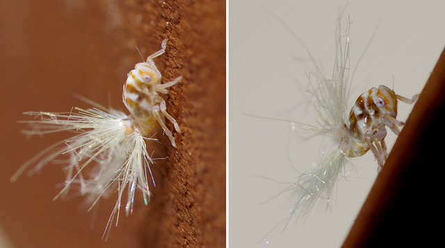 Tavuskuşu Böceği!? (Leafhopper nymph)