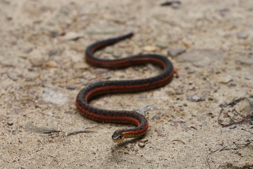 Thamnophis s. sirtalis | by Andy Kraemer