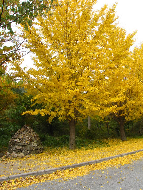 Fall Colors-Deogyusan National Park-South Korea