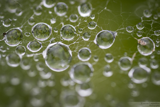 Droplets on cobweb 2