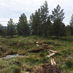 Een wankel pad van planken door het veen