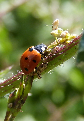 A ladybug - une coccinelle | by Cѳpnfl