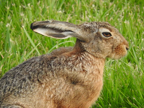 wild_rabbit3 | by Oo_Andre_oO
