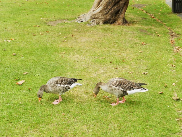 Greylag Geese, Regent's Park, London, Sep 2016