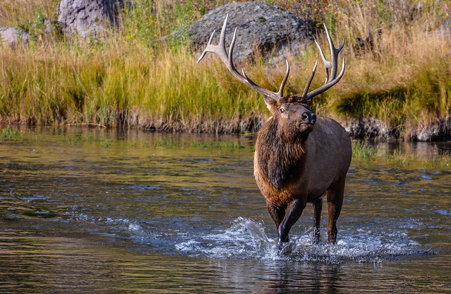 Elk in Madison River, Yellowstone National Park, Wyoming, USA