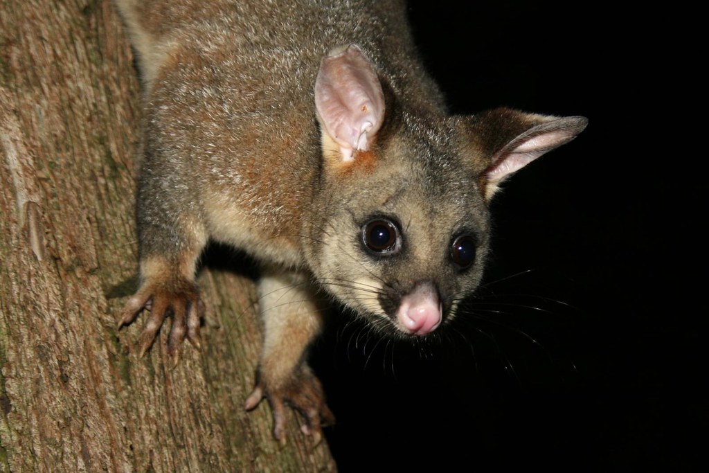 Scientists spot rare white lemuroid possum during AG 