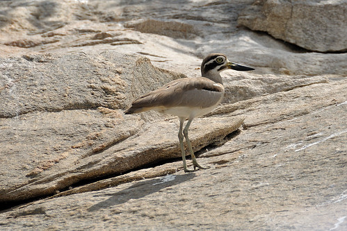 Stone Plower - On the rocks by _klickk