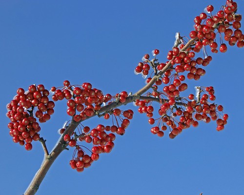 red jewels on blue sky by Brian (aka treehugger_007 )