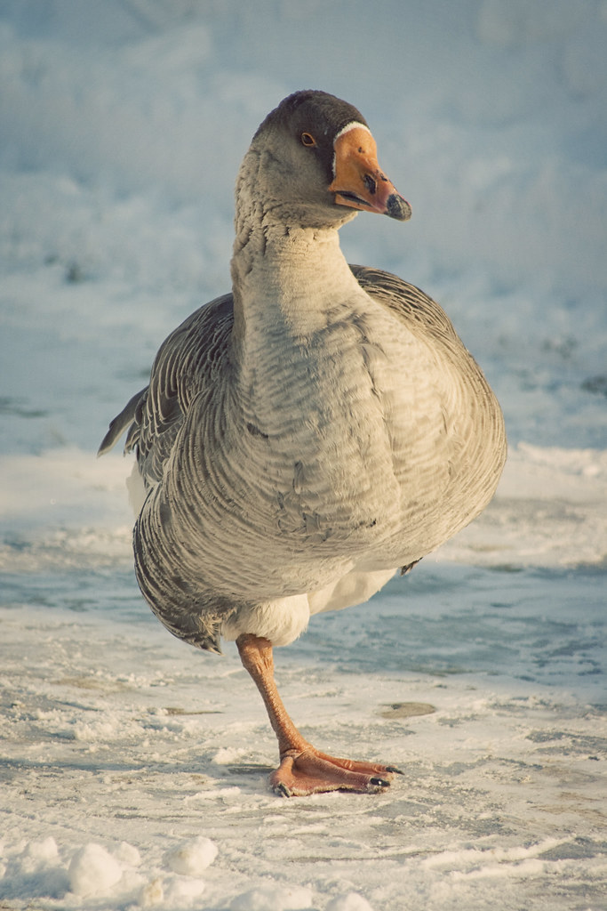 Goose Cold 33/365 - Goose | It was sunny today but still cold. The gees… | Flickr