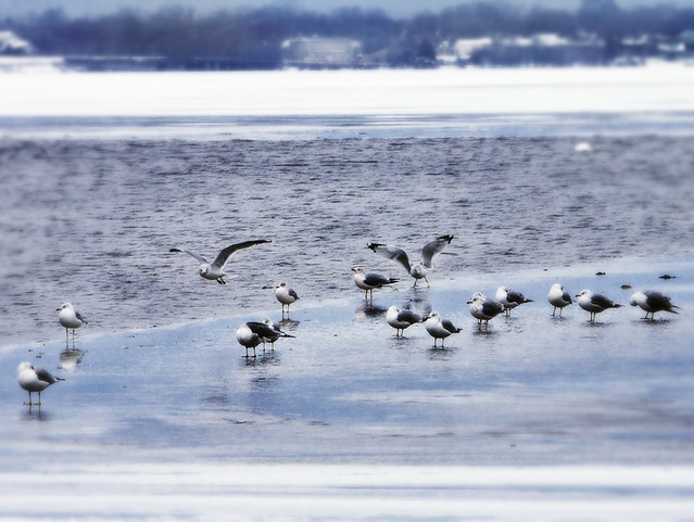 Boardman Birds on Ice