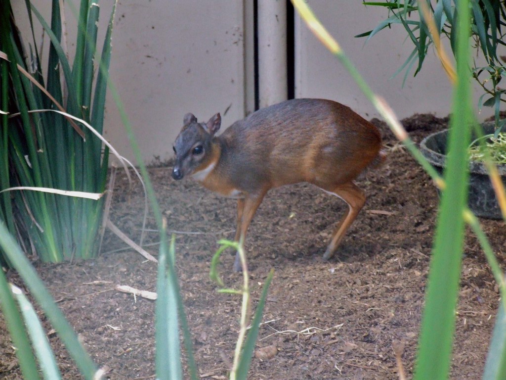 Neotragus Batesi Royal Antelope - a photo on Flickriver