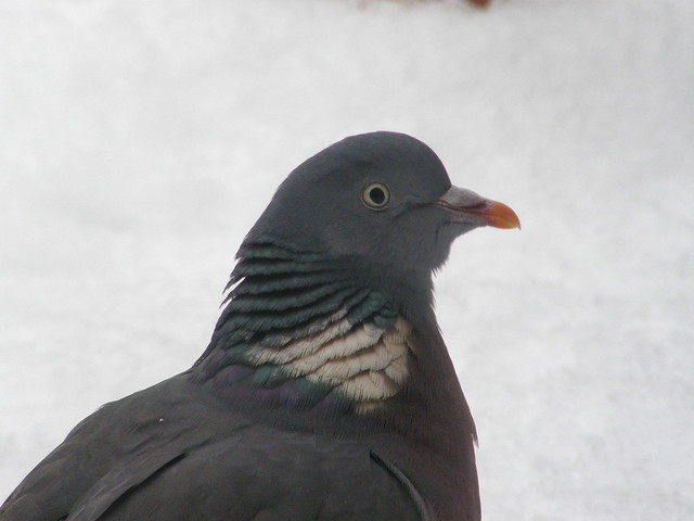 Columba palumbus (Common Wood Pigeon / Houtduif)