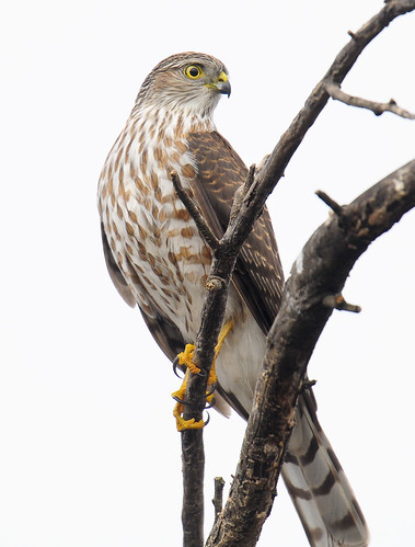Sharp-shinned Hawk (juv) - Salineno, Texas | by davidcreebirder