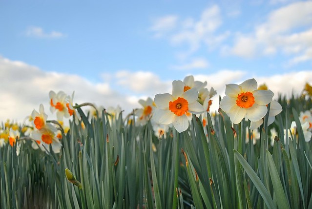 an army of barrett browning daffodils