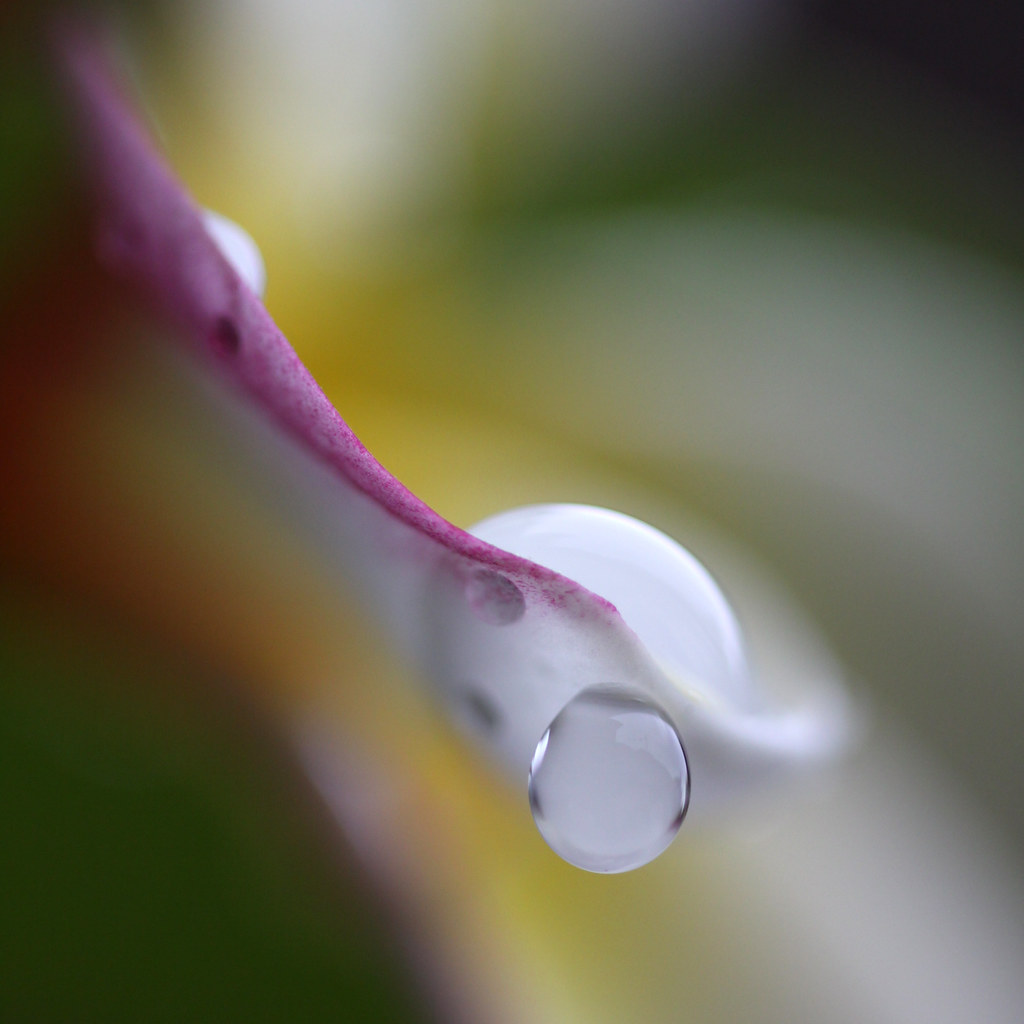 plumeria pearls by _AiresPhotography_