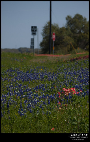 texas roadtrip wildflowers refugio cheapside goliad