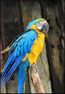 Crazy Macaws Greeting Me | by zenseas