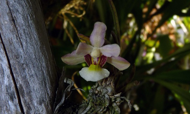 Holcoglossum flavescens species orchid