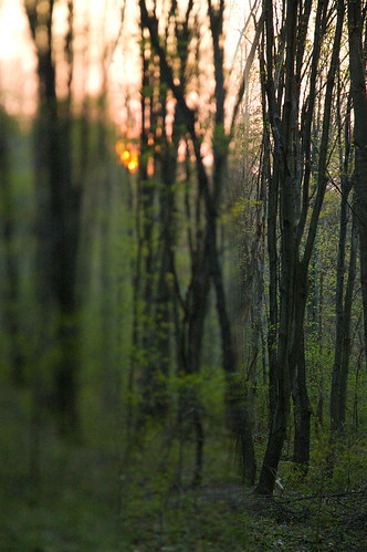 trees sunset blur forest ed woods focus g outoffocus change nikkor 1870mm afs dx endor f3545
