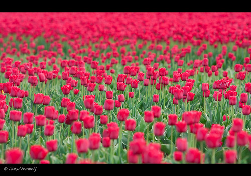 Red....only Red.... | by Alex Verweij