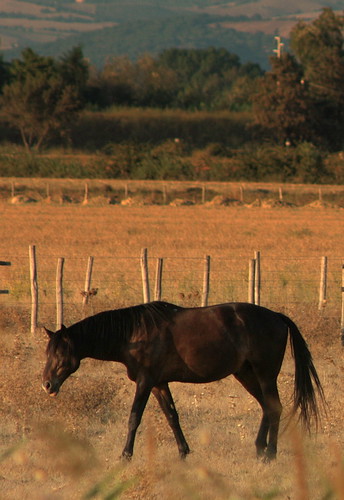 Cavallo [1]