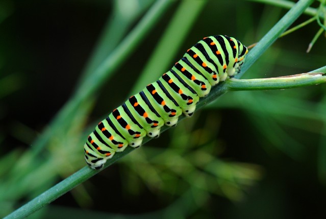 Green Caterpillar, Papilio machaon