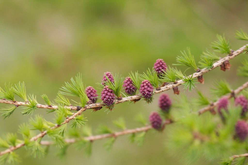 Pine flowers | David Fergusson | Flickr