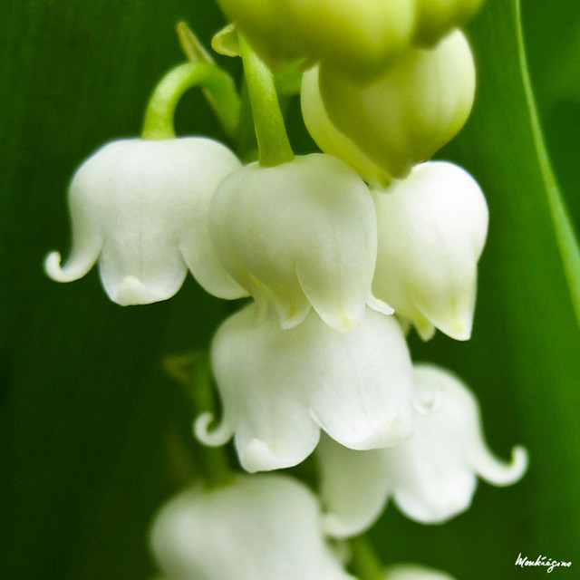 Sweet smell of spring - Douce odeur de printemps
