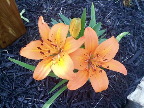 Lilies by the mailbox---SUMMER is here!!!!