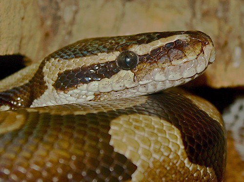 Ball Python** | Python regius (Pythonidae) Pythons Distribut… | Flickr