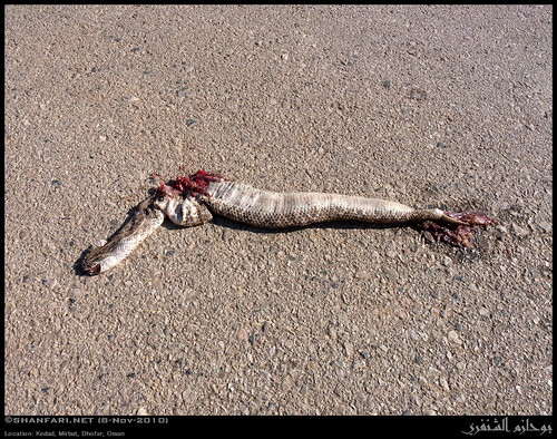 Dead Dhofar Saw-scaled Viper in Kedad, Mirbat, Dhofar