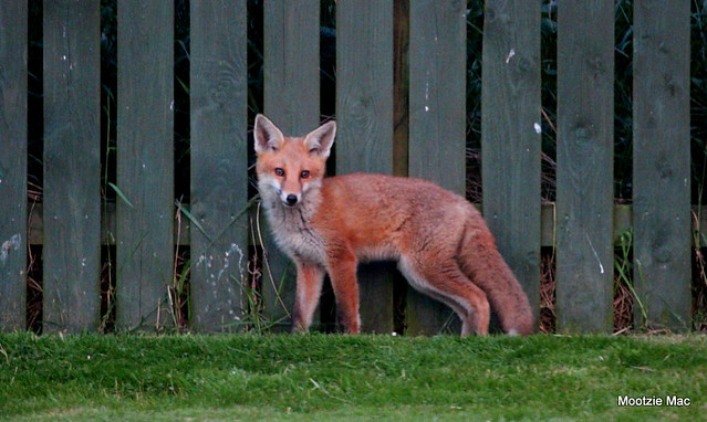 Fox in the garden