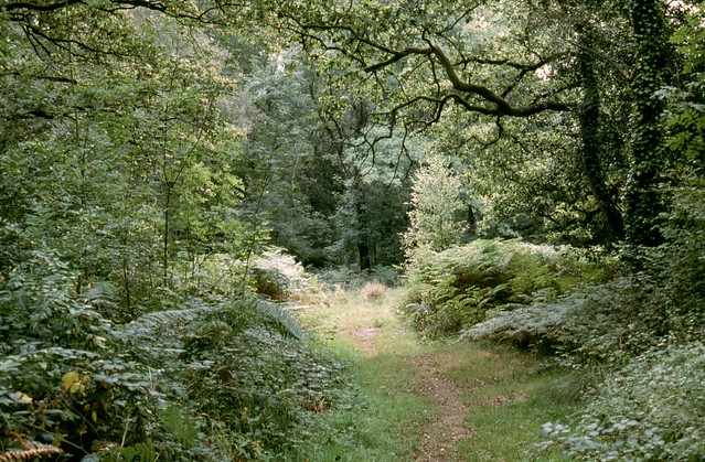 Woodland walk, Somerset