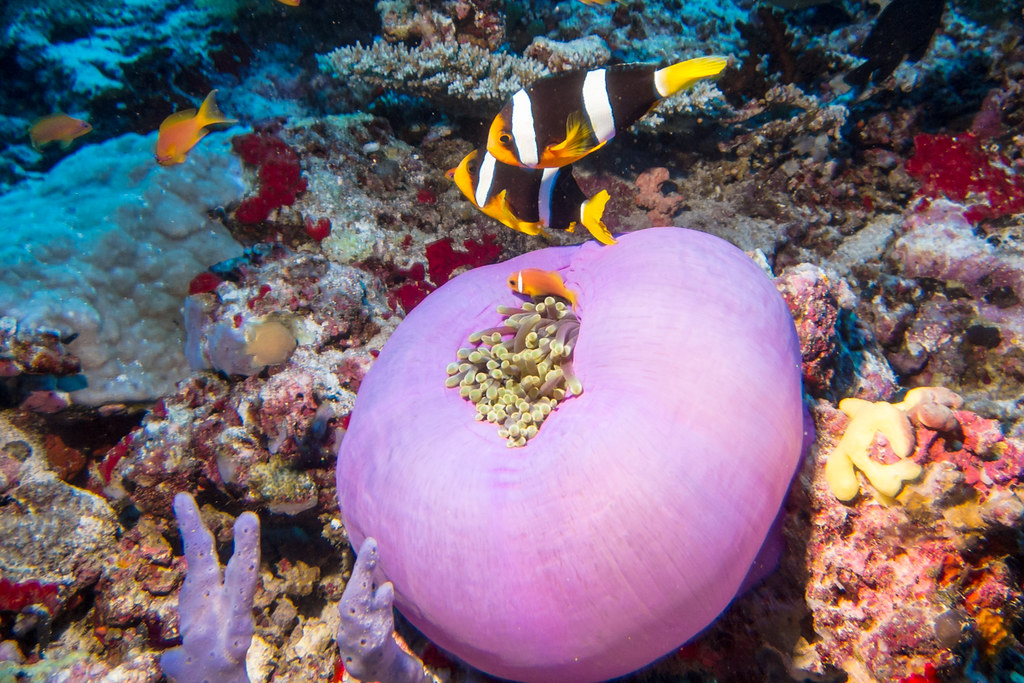 A pair of Yellowtail Clounfish and Maldive Anemonefish above Magneficient Sea Anemone
