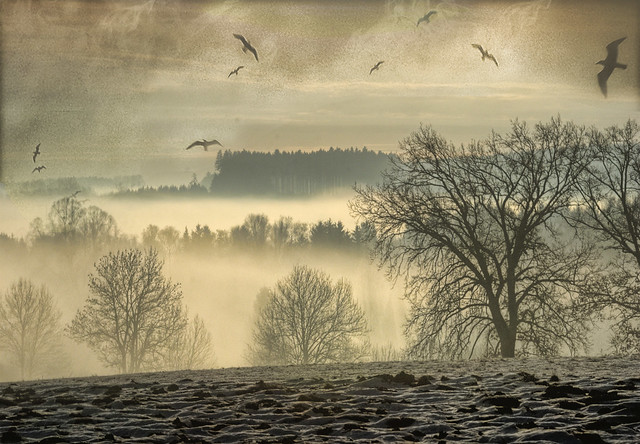Birds over Fog