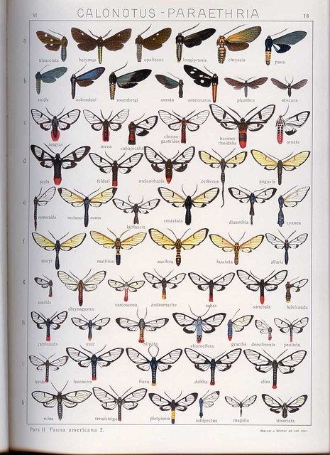 Seitz Macrolepidoptera Volume VI c.1940 - Page 18 (CALONOTUS - PARAETHRIA)