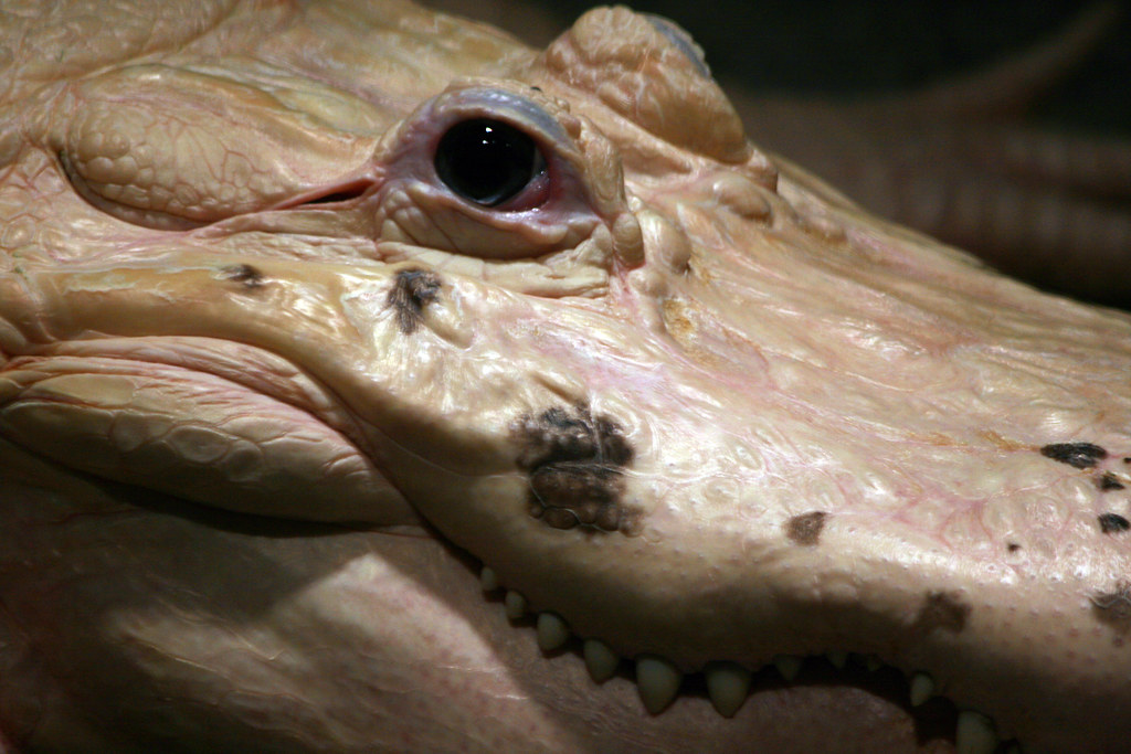 Blue eye of the white alligator | Quinn Dombrowski | Flickr