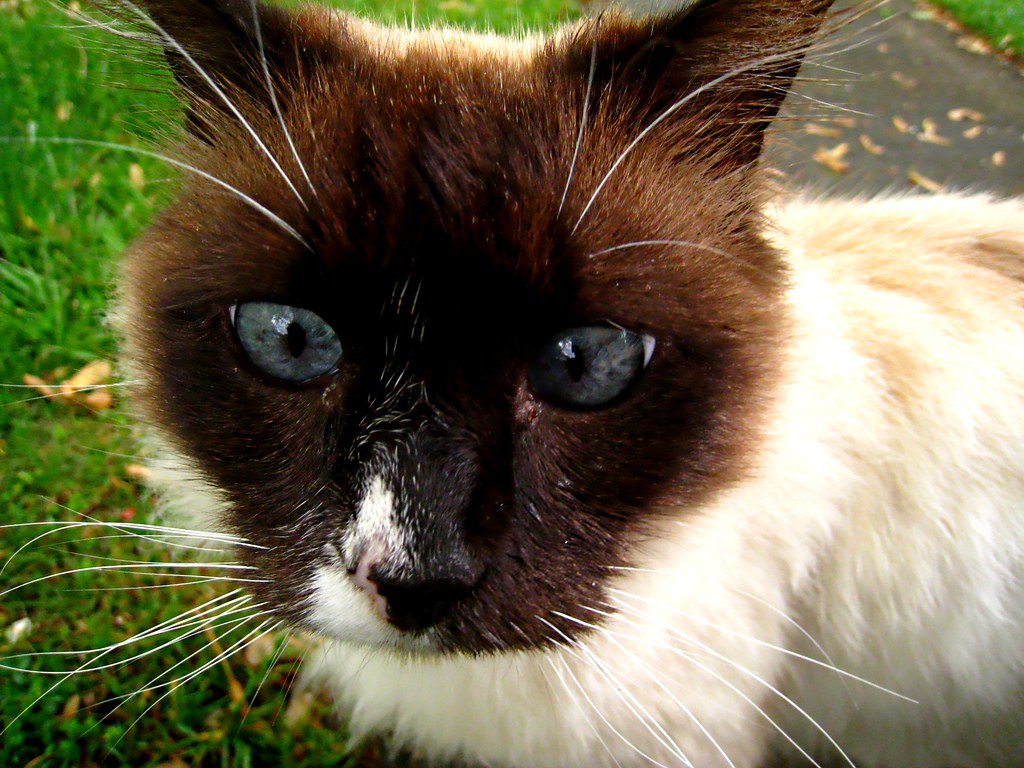 cross eyed cat breed