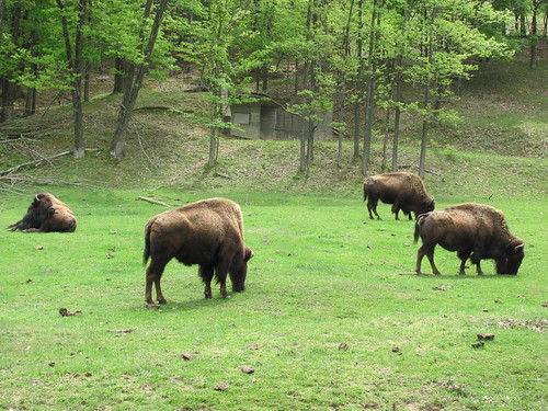 buffalo americanbison stlouismo saintlouismissouri loneelkpark stlouiscountyparks