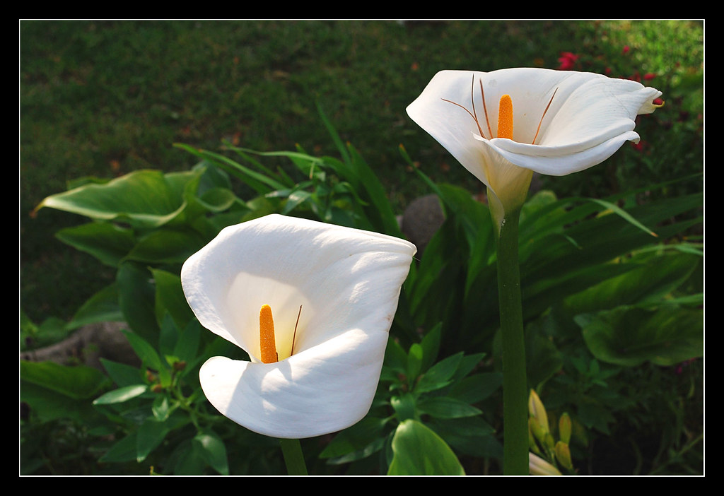 Calla Lilies in Carmel, California | These beautiful Clla Li… | Flickr
